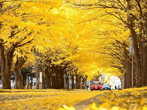 DU LỊCH NHẬT BẢN: KHÁM PHÁ NHỮNG ĐỊA ĐIỂM NGẮM MÙA THU ĐẸP NHÂT Ở TOKYO - NHẬT BẢN