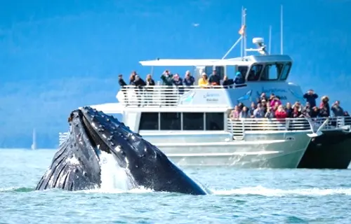 HÀNH TRÌNH DU THUYỀN: HẢI TRÌNH KHÁM PHÁ ĐỊA CỰC VĨ ĐẠI ALASKA 2026