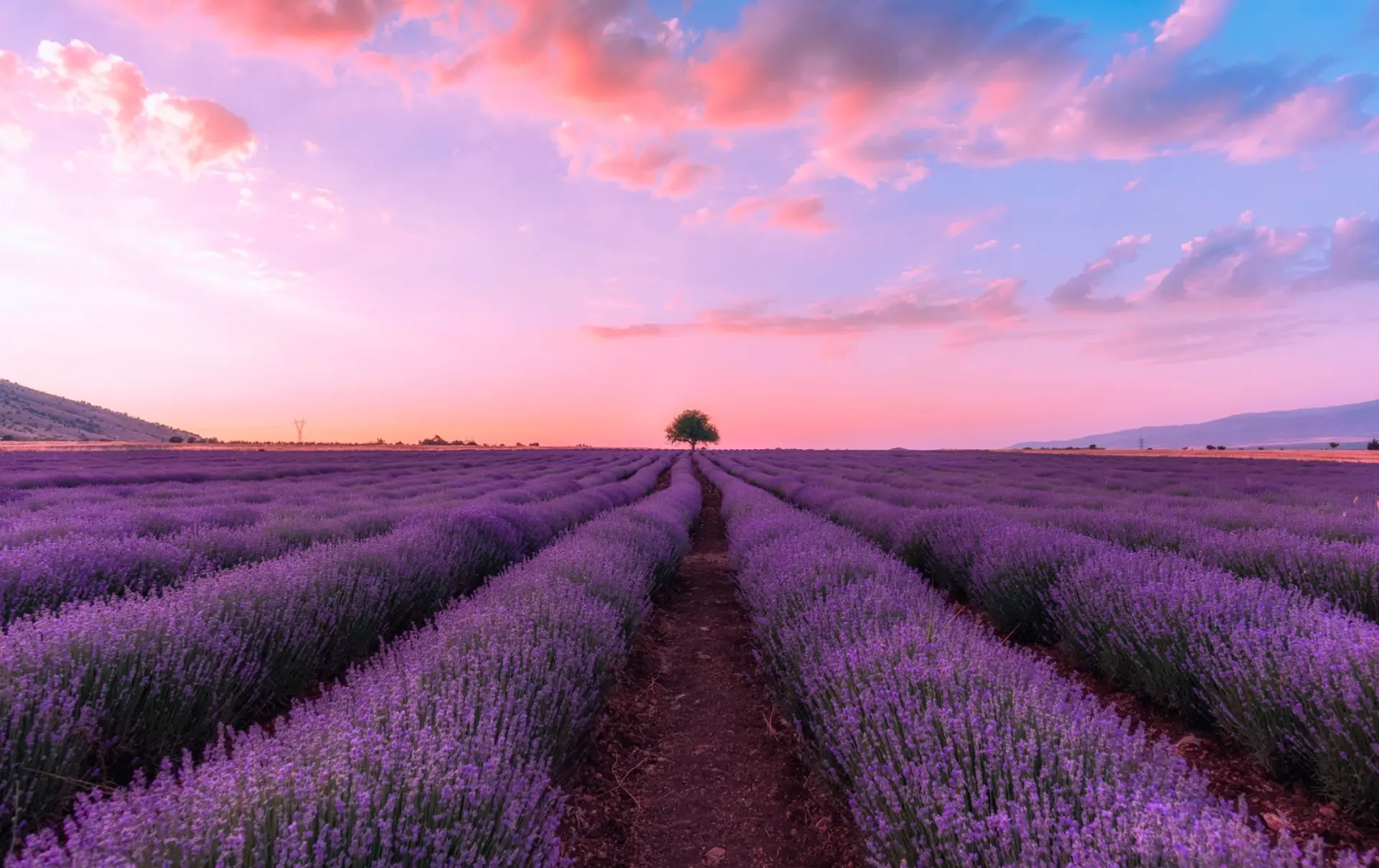 Mùa Lavender Thổ Nhĩ Kỳ Tháng Mấy? “Provence Phương Đông” Ẩn Mình Giữa Thổ Nhĩ Kỳ 2026 