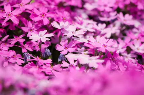 Hoa chi anh Nhật Bản và hoa anh đào khác nhau thế nào? Cẩm nang du lịch mùa xuân Nhật Bản 2026 