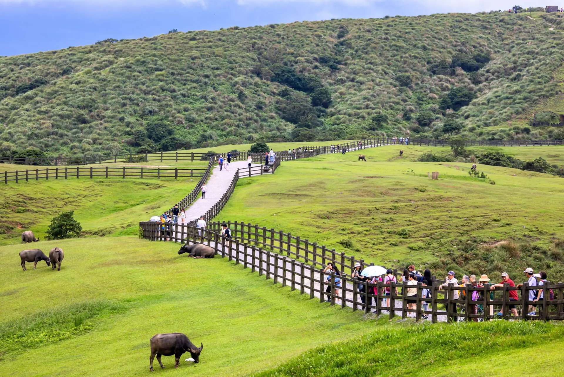 Du lịch Đài Loan mùa hoa - Check-in Dương Minh Sơn mùa xuân đẹp nhất 2026 