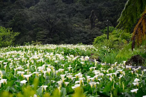 Lễ hội hoa loa kèn Dương Minh Sơn 2026 - Điểm hẹn mùa hoa nổi tiếng Đài Loan