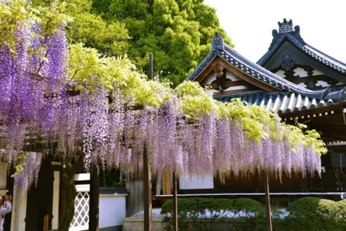 Du lịch Tokyo tháng 5 - Mùa hoa tử đằng Nhật Bản rực rỡ năm 2026 