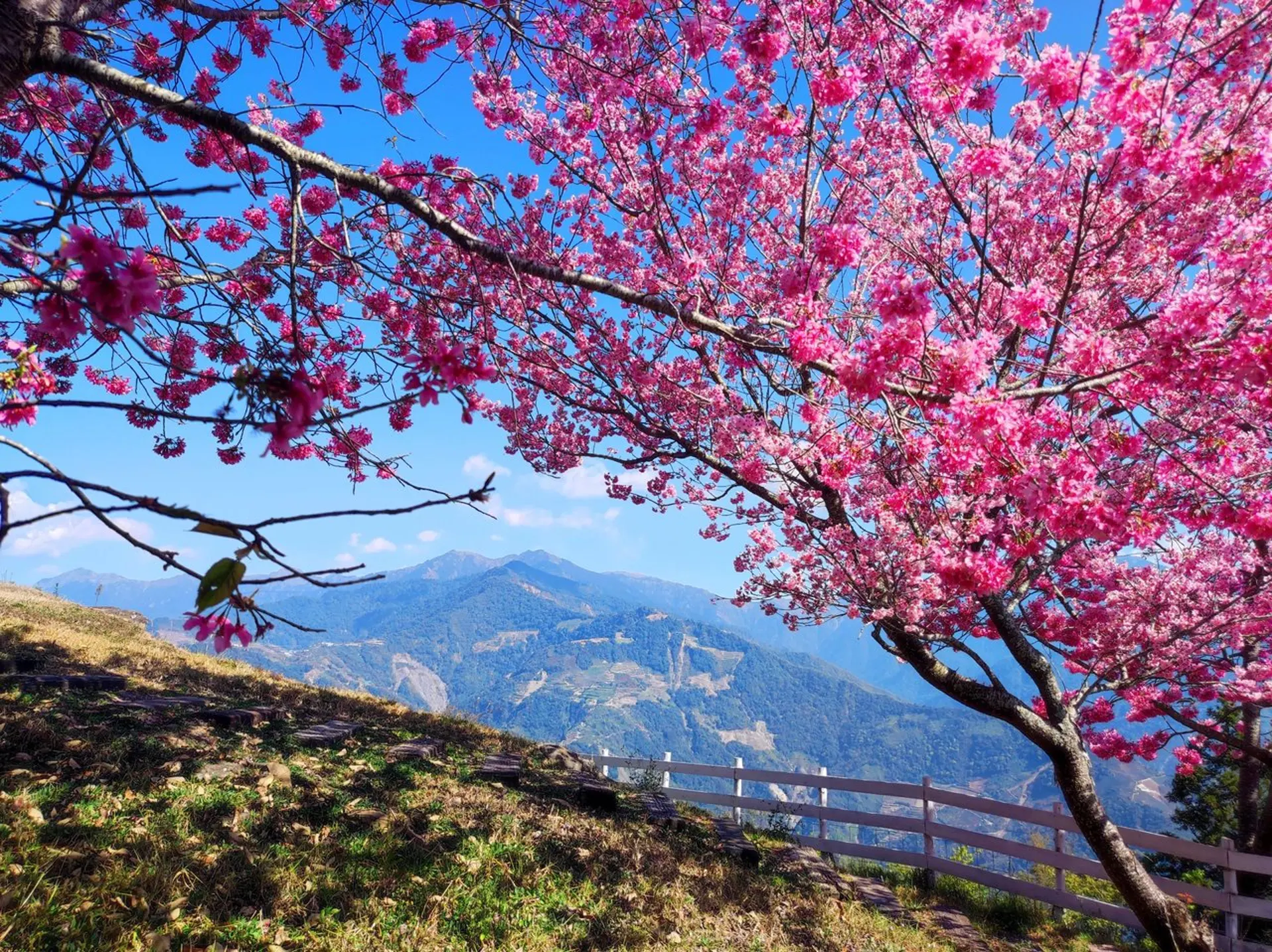 Du lịch Đài Loan mùa hoa loa kèn nên đi đâu? Gợi ý điểm ngắm hoa đẹp nhất mùa xuân 2026 