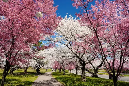 Branch Brook Park hoa anh đào 2025 - Khám phá vẻ đẹp mùa xuân tại Newark, New Jersey
