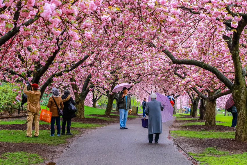 Cherry Blossom New York 2026 -  Khám Phá Vẻ Đẹp Hoa Anh Đào Khắp Đất Nước Mỹ