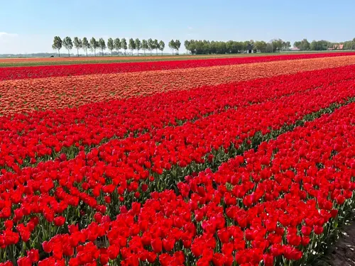 Du Lịch Châu Âu Tháng 4 – Khám Phá Cung Đường Hoa Tulip Noordoostpolder