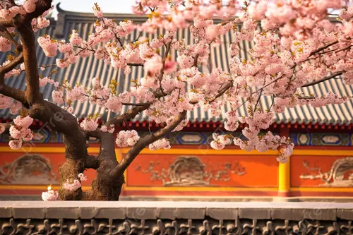  Du lịch Trung Quốc hoa anh đào 2026 - Khám phá Bắc Kinh tháng 4 rực rỡ 