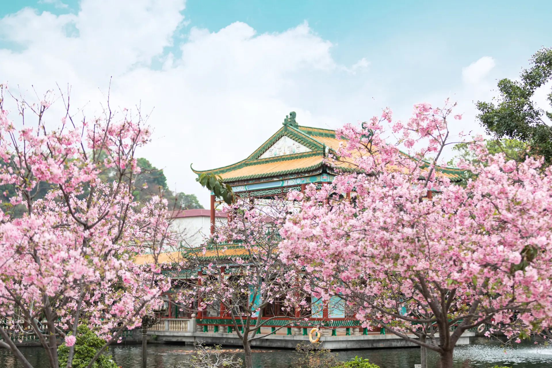 Du lịch Trung Quốc mùa hoa anh đào 2026 - Bí quyết tránh đông hiệu quả