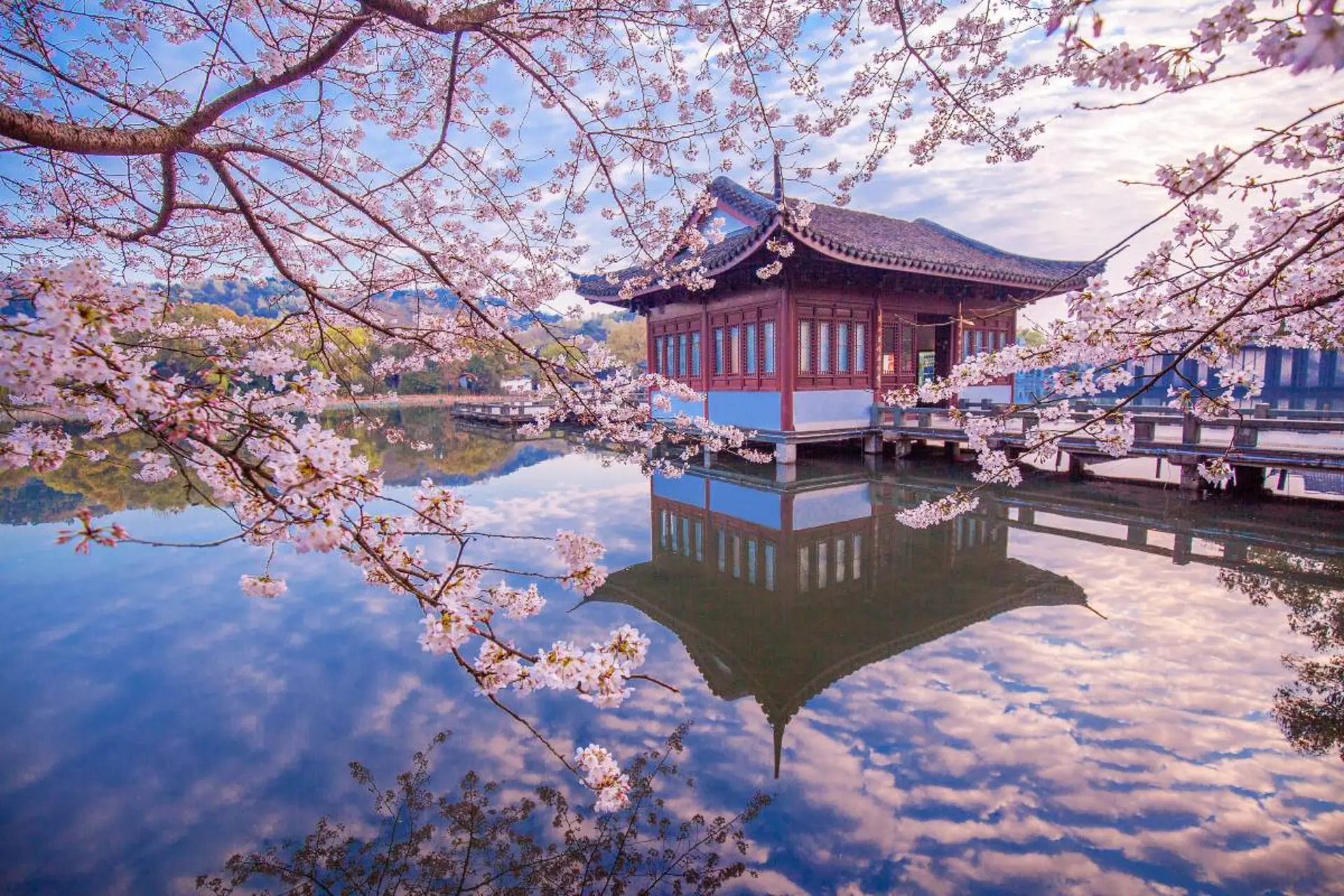 Du lịch Trung Quốc mùa xuân 2026 - Khám phá lễ hội tháng 3 - 4 và mùa hoa anh đào rực rỡ 