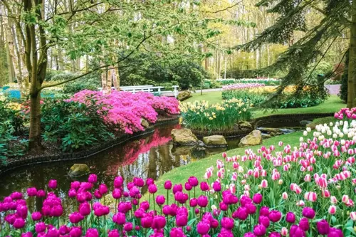 Lịch Lễ Hội Hoa Tulip Keukenhof 2026 – Thời Điểm Đẹp Nhất Để Tham Quan 