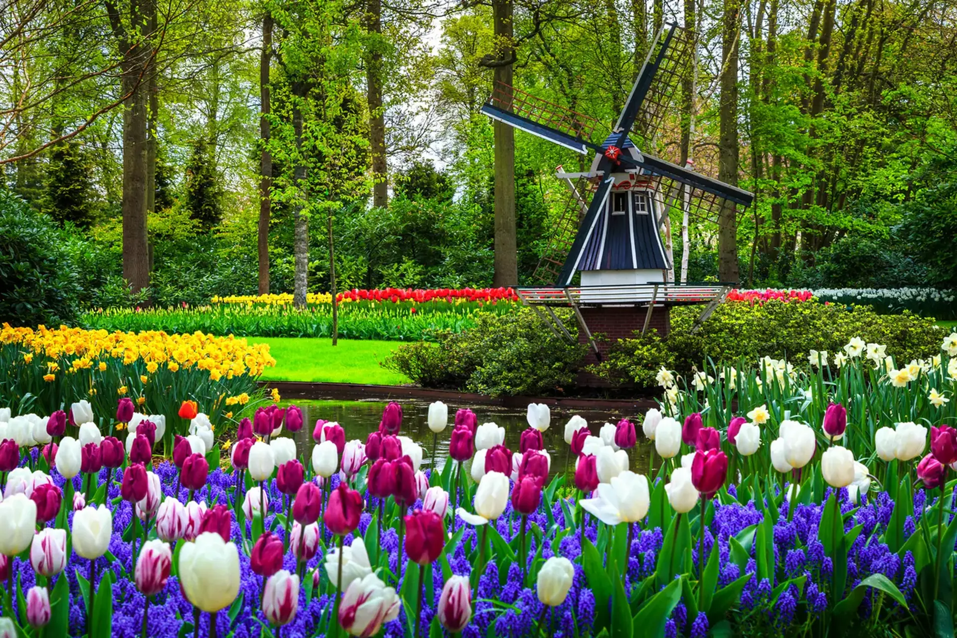 Cẩm nang du lịch Keukenhof 2026 - Gợi ý đi đúng để ngắm trọn mùa tulip Châu Âu