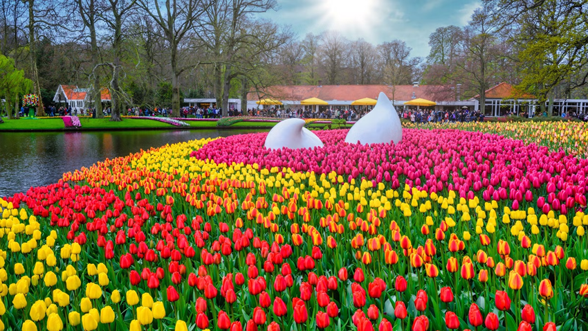 Vé Keukenhof 2026 – Hướng dẫn mua vé tiết kiệm khi du lịch Châu Âu