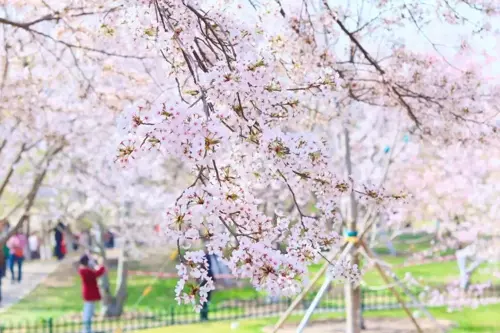 Lễ hội hoa anh đào Thanh Đảo 2026 - Sự kiện mùa xuân nổi bật nhất Trung Quốc 