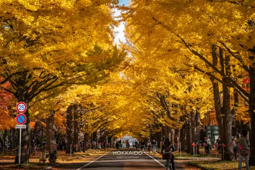 Đại lộ ngân hạnh Đại học Hokkaido đẹp nhất mùa thu Sapporo 