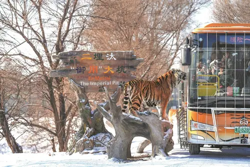 Siberian Tiger Park Harbin có đáng đi? Kinh nghiệm tham quan chi tiết 2026 