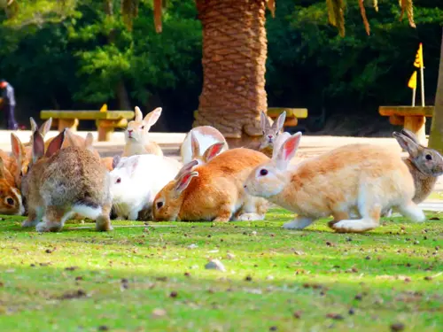 9 điều nên và không nên làm ở đảo thỏ Okunoshima khi gặp thỏ