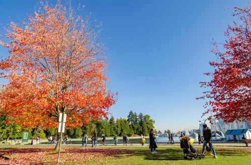 Stanley Park mùa thu 2025 | Điểm nhấn không thể bỏ lỡ khi đến Canada