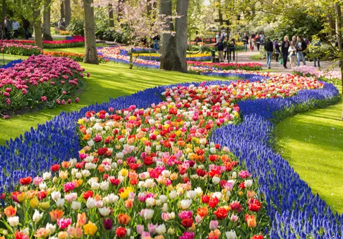 Du Lịch Châu Âu Mùa Hoa Tulip: Top 5 Địa Điểm Ngắm Hoa Đẹp Nhất Bạn Đã Biết Chưa?