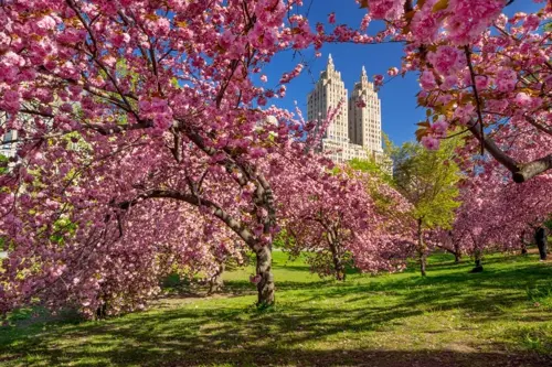 Mùa hoa anh đào New York 2026 - Đi tháng mấy là đẹp nhất ? 