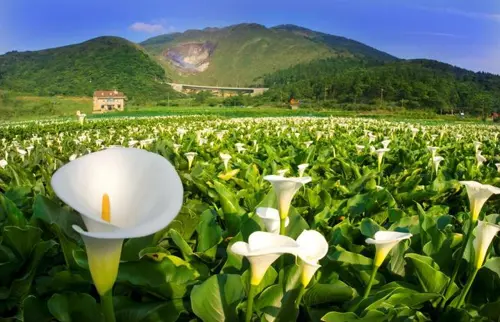 Thời tiết mùa hoa loa kèn Đài Loan 2026 và kinh nghiệm ngắm hoa ở Yangmingshan 