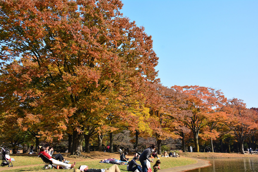 Du lịch Tokyo mùa thu: Trải nghiệm thiên nhiên rực rỡ và văn hóa độc đáo!