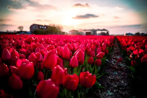 Hoa Tulip & Câu Chuyện Lịch Sử Về Cơn Sốt "tulip Mania"