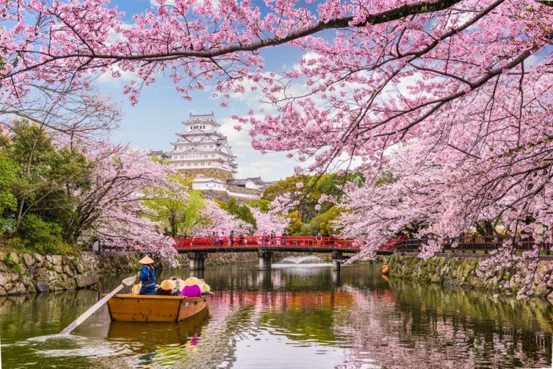 Hokkaido Tháng 4 - 5/2025: Những Lễ Hội Hoa Anh Đào Vẫn Tiếp Tục Rực Rỡ Hậu Động Đất