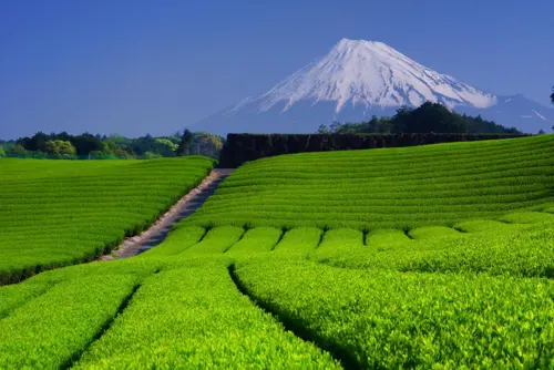 Du Lịch Uji Nhật Bản: 7 Lý Do Nên Đến Thủ Đô Matcha Nổi Tiếng