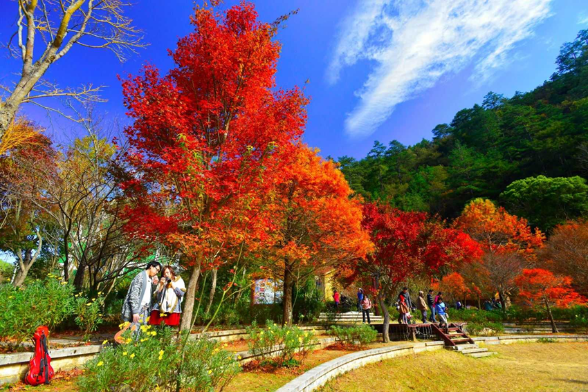 Điểm ngắm lá phong Đài Loan đẹp nhất mùa thu 2025