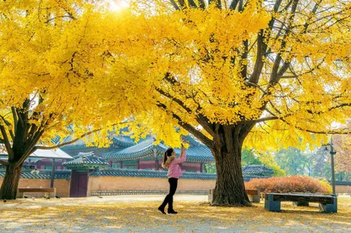 Lễ hội mùa thu nổi bật ở Hàn Quốc – Hòa mình vào không khí rực rỡ khắp xứ kim chi