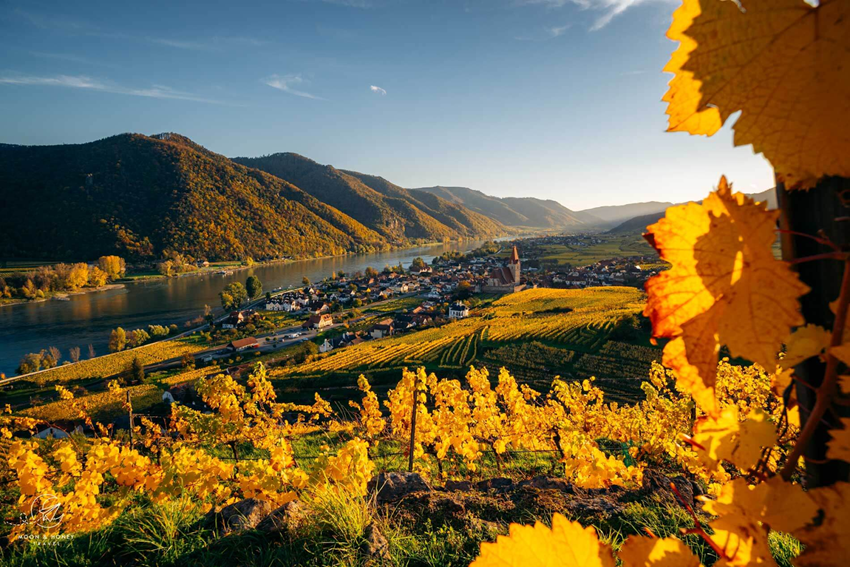 Wachau Valley mùa thu – Vườn nho vàng rực và hành trình du thuyền Danube lãng mạn