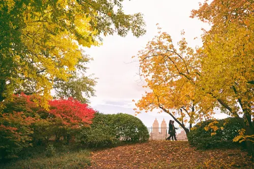 Central Park Mùa Thu – Bức Tranh Lá Vàng Giữa Lòng Thành Phố New York