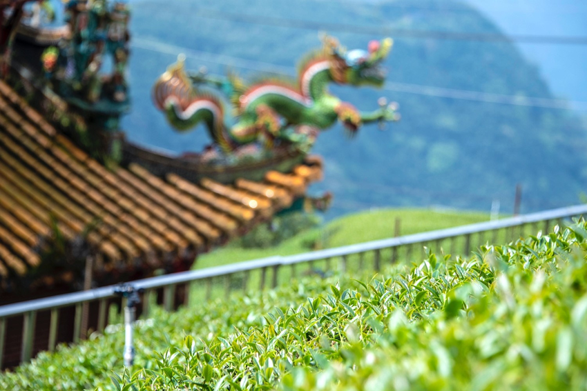 Trà A Lý Sơn – Hương vị “đỉnh mây” độc đáo không thể bỏ lỡ khi du lịch Đài Loan