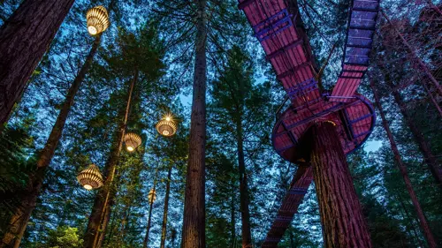 Rừng Redwood New Zealand – Thiên đường trekking & sống ảo nổi bật 2025