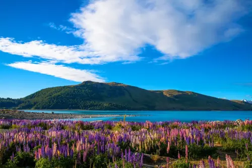 Hồ Pukaki New Zealand – Mặt Hồ Ngọc Lam Tuyệt Mỹ Dưới Chân Mount Cook 2025