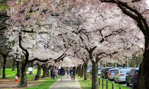 Hagley Park Christchurch – Điểm picnic & ngắm lá vàng đẹp nhất New Zealand 2025