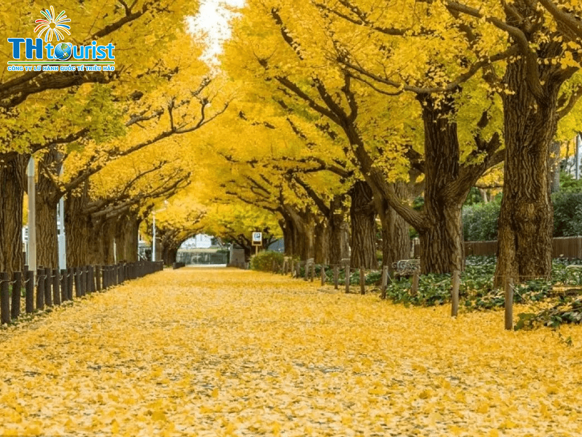 KOREA TRAVEL: TOP 10 SZENE DES Herbstes in Korea - Trieu Hao Travel Company